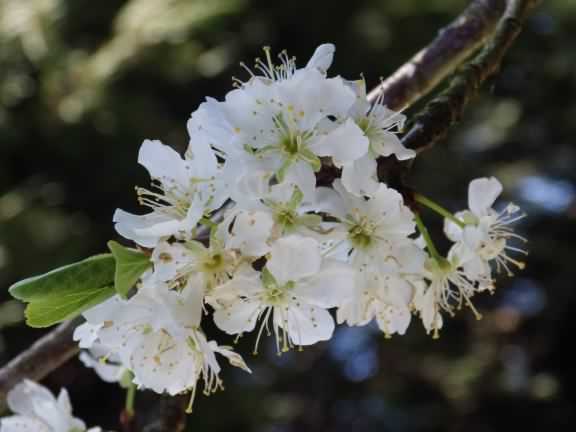 Damson - Prunus domestica, click for a larger image