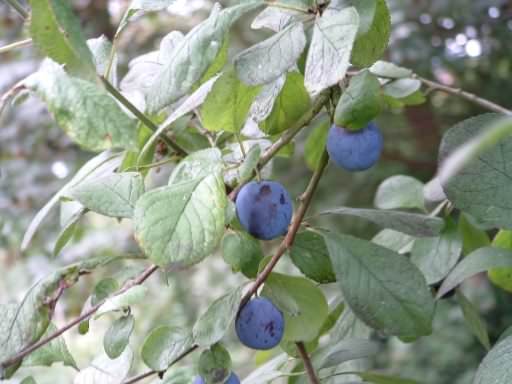Damson - Prunus domestica, click for a larger image