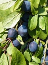 Damson - Prunus domestica species information page