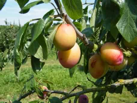 Victoria Plum - Prunus domestica Victoria, click for a larger image