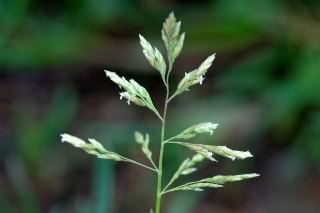 Annual Meadow Grass - Poa annua, species information page, photo licensed for reuse CCASA2.5