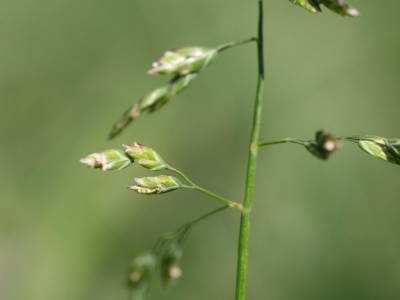 Annual Meadow Grass - Poa annua, click for a larger image, photo licensed for reuse CCASA3.0