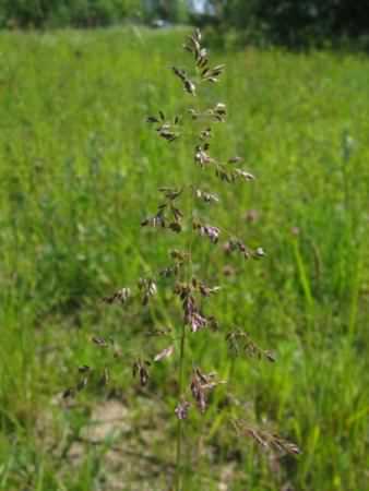 Common Meadow Grass - Poa pratensis, click for a larger image, photo licensed for reuse CCASA3.0