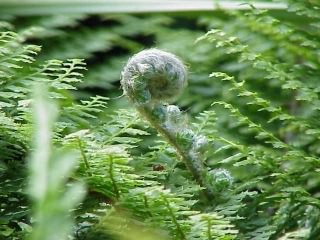 Soft Shield-fern - Polystichum setiferum, photo licensed for reuse CCASA3.0