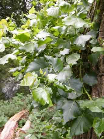Poplar "Marilandica" - Populus x canadensis, species information page