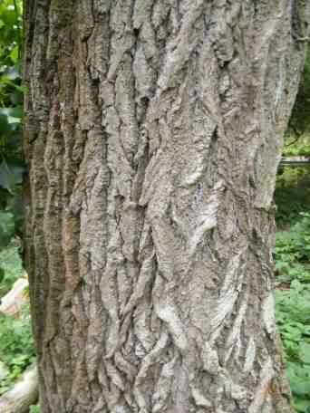 Hybrid Black Poplar - Populus x canadensis, click for a larger image