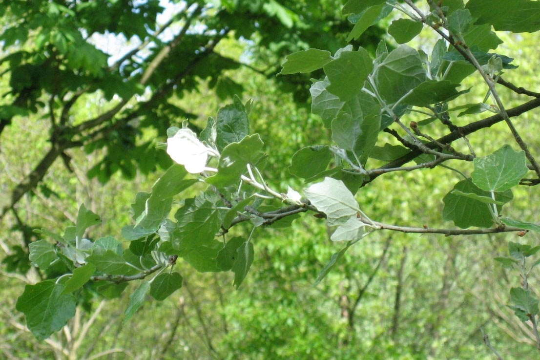 White Poplar - Populus alba, click for a larger image, photo licensed for reuse CCASA3.0