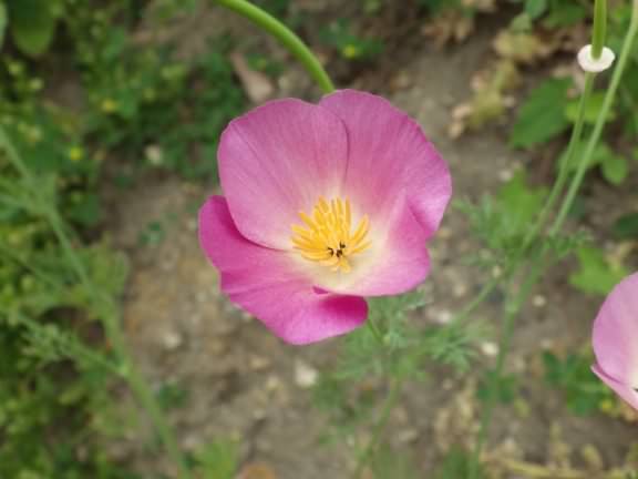 California Poppy - Eschscholzia californica, click for a larger image