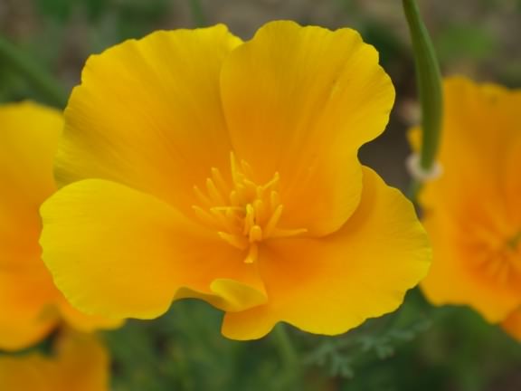 California Poppy - Eschscholzia californica, click for a larger image