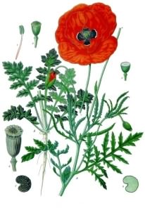 Common Poppy - Papaver rhoeas, click for a larger image, image is in the public domain
