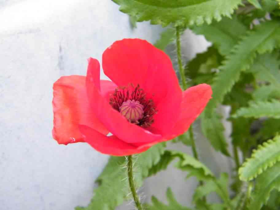 Common Poppy - Papaver rhoeas, species information page