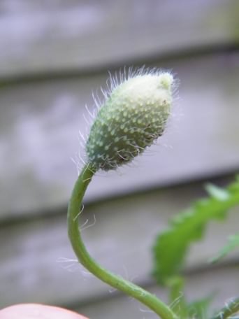 Common Poppy - Papaver rhoeas, click for a larger image