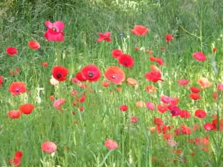 Common Poppy - Papaver rhoeas, click for a larger image