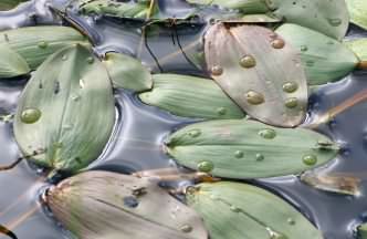 Broad Leaved Pond Weed - Potamogeton natans, click for a larger image, photo licensed for reuse CCASA3.0