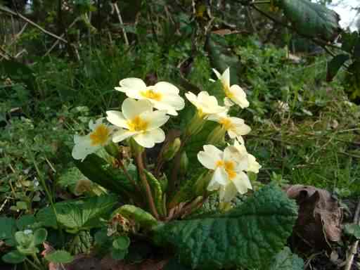 Primrose - Primula vulgaris, click for a larger image