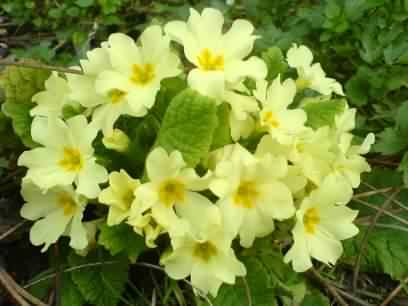 Primrose - Primula vulgaris, click for a larger image, photo licensed for reuse CCASA3.0