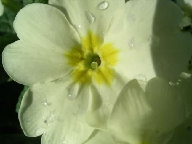 Primrose pin flower, click for a larger image, photo ©2005 Velela