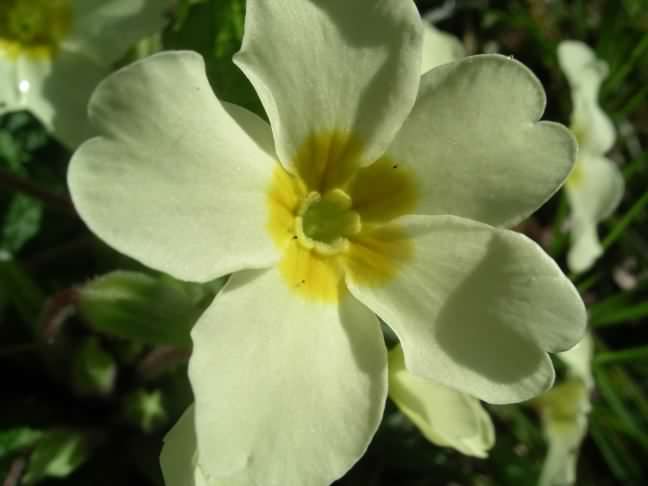 Primrose thrum flower, click for a larger image, photo ©2005 Velela
