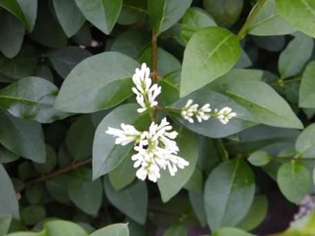Common Privet - Ligustrum vulgare, species information page