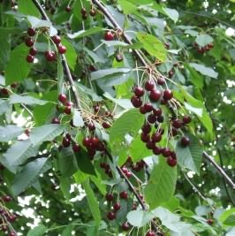 Wild Cherry - Prunus avium species information page