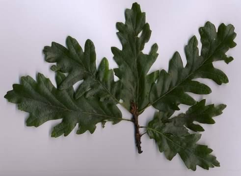 Turkey Oak - Quercus cerris, species information page, photo licensed for reuse CCASA3.0