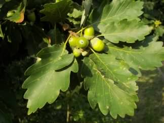 Sessile Oak - Quercus petraea, species information page, photo licensed for reuse CCASA2.5