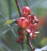 Quince - Cydonia oblonga flowers