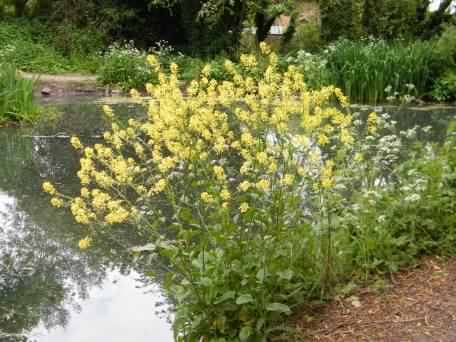 Oilseed Rape - Brassica napus, click for a larger image