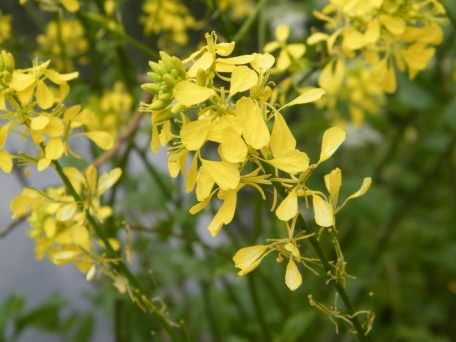 Oilseed Rape - Brassica napus, click for a larger image