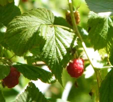 Raspberry - Rubus idaeus, click for a larger image