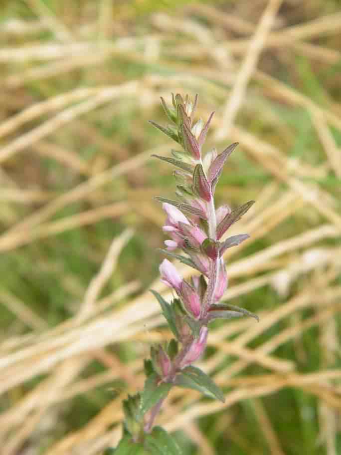 Red Bartsia - Odontites vernus, click for a larger image