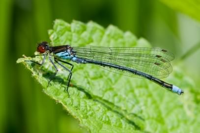 Male Red Eyed Damselfly - Erythromma najas, species information page, photo licensed for reuse CCASA3.0