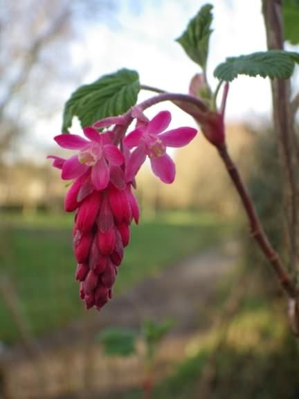 Red Flowering Currant - Ribes Sanguineum, species information page