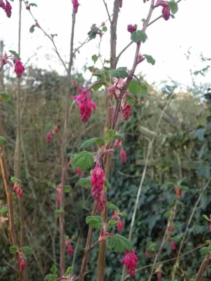 Red Flowering Currant - Ribes Sanguineum, click for a larger image