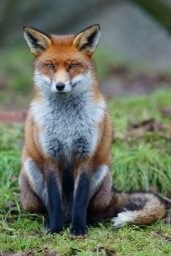 Red Fox - Vulpes vulpes, species information page