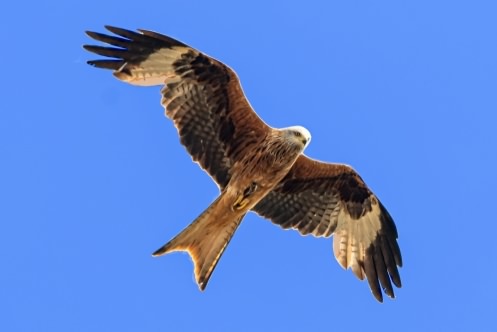 Red Kite - Milvus milvus, click for a larger image, ©2020 Colin Varndell, used with permission