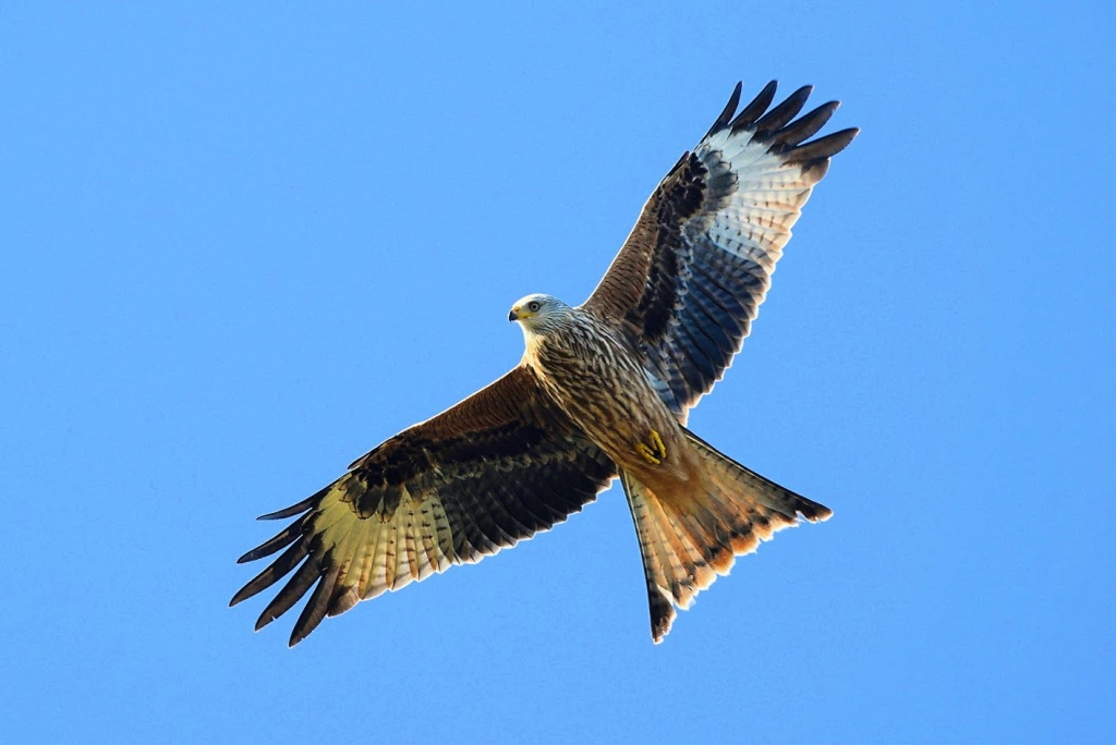 Red Kite - Milvus milvus, species information page, ©2020 Colin Varndell, used with permission