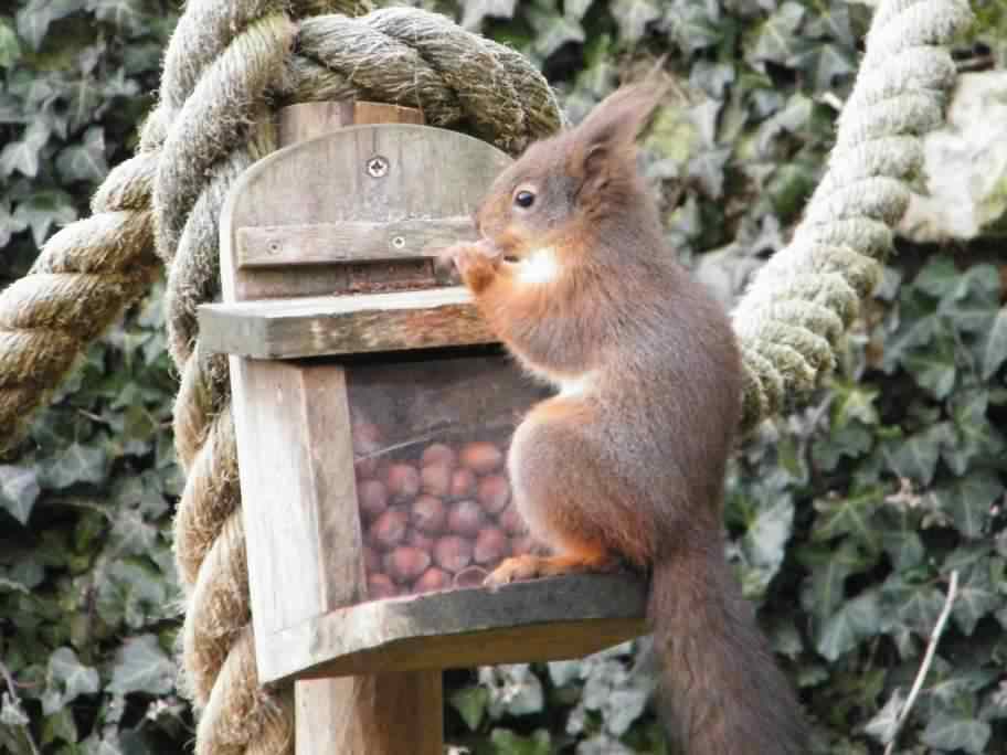 Red Squirrel - Sciurus vulgaris, click for a larger image