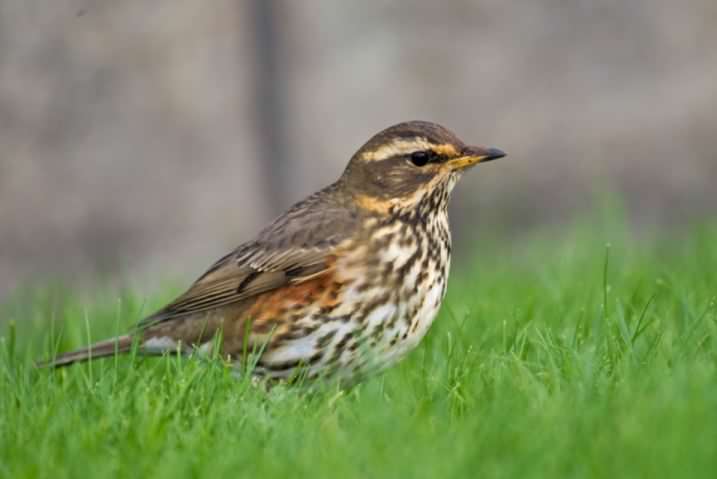 Redwing - Turdus iliacus, click for a larger image, licensed for reuse CASA2.5