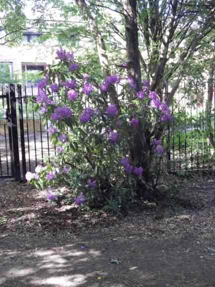 Rhododendron - Rhododendron ponticum, click for a larger image