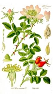 Wild or Dog Rose - Rosa canina branch, click for a larger image, image is in the public domain