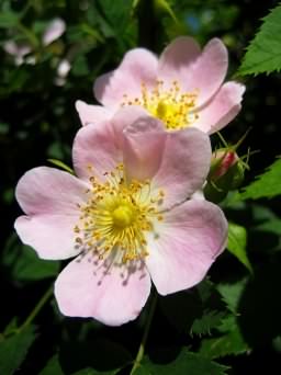 Wild or Dog Rose - Rosa canina flower, click for a larger image, photo licensed for reuse CCASA3.0