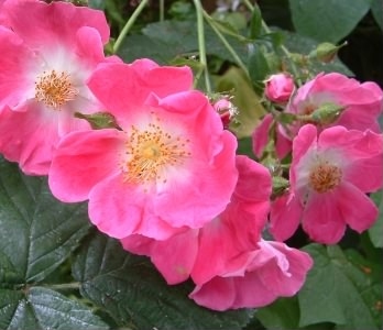 Sweet Briar - Rosa rubiginosa