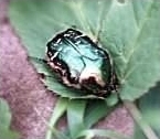 Rose Chafer or Scarab beetle - Cetonia aurata