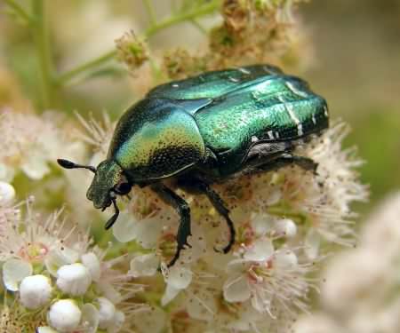 Rose Chafer or Scarab beetle - Cetonia aurata, click for a larger image, photo licensed for reuse CCASA3.0