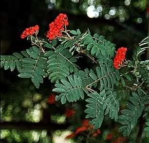 Rowan - Sorbus aucuparia, click for a larger image