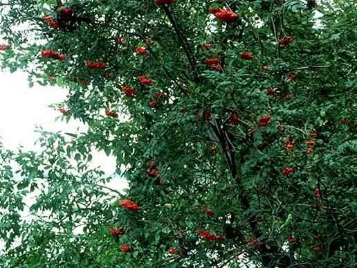 Rowan - Sorbus aucuparia, click for a larger image