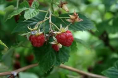 Raspberry - Rubus idaeus, click for a larger image, image is in the public domain