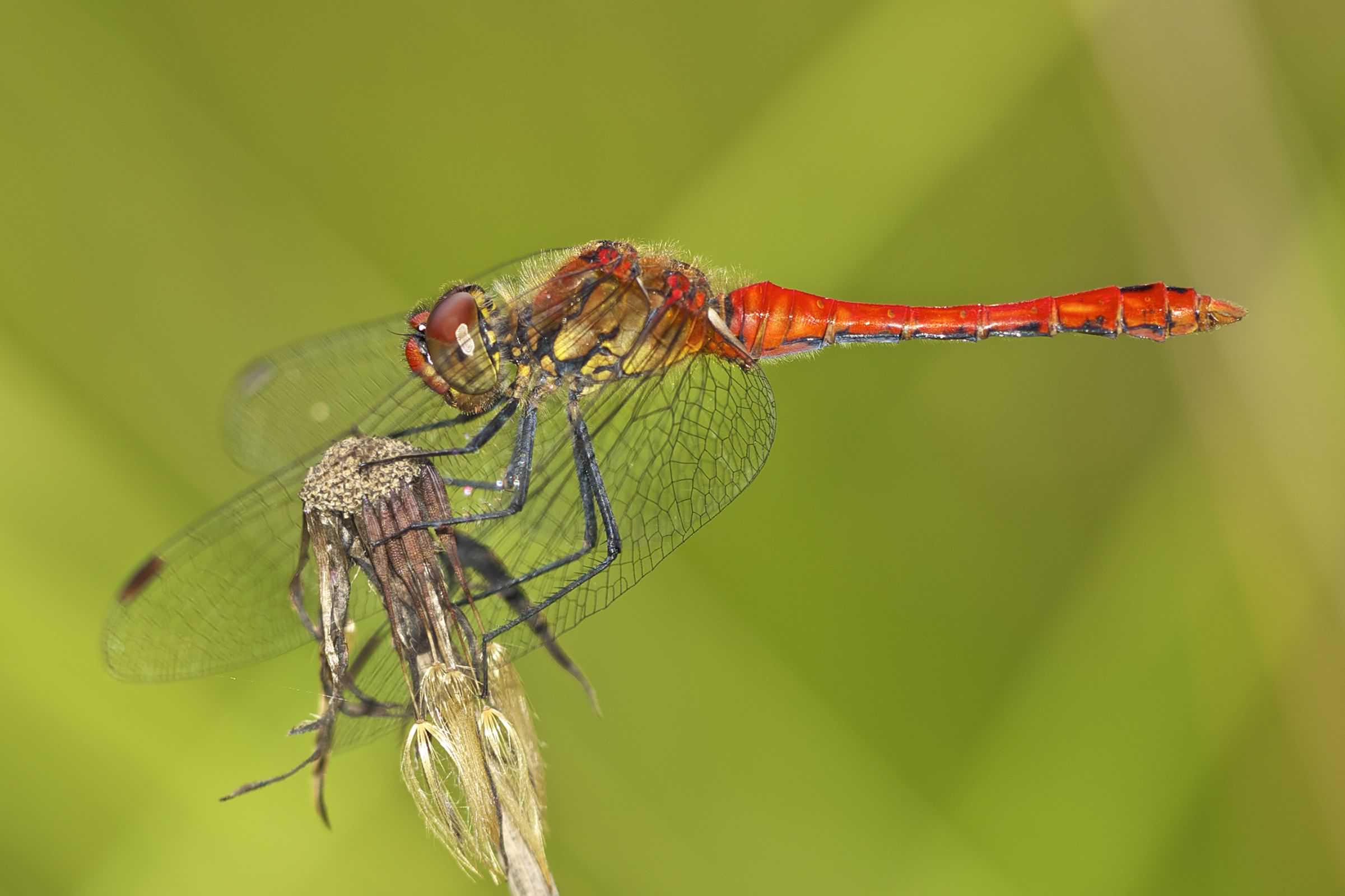 Ruddy Darter - Sympetrum sanguineum, species information page, photo licensed for reuse CCASA3.0