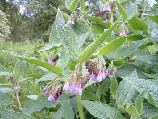 Russian Comfrey - Symphytum x uplandicum, click for a larger image